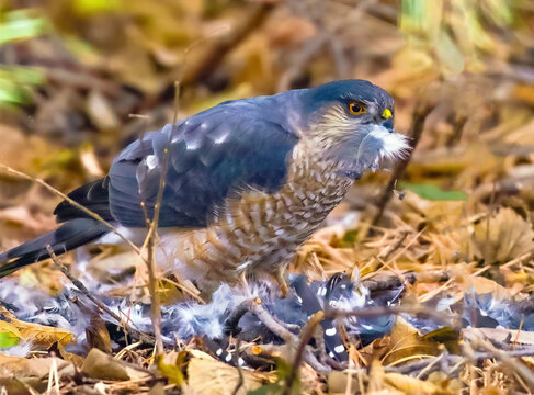 Sharp-shinned Hawk plucking the feathers off of a Downy Woodpecker it caught for prey.