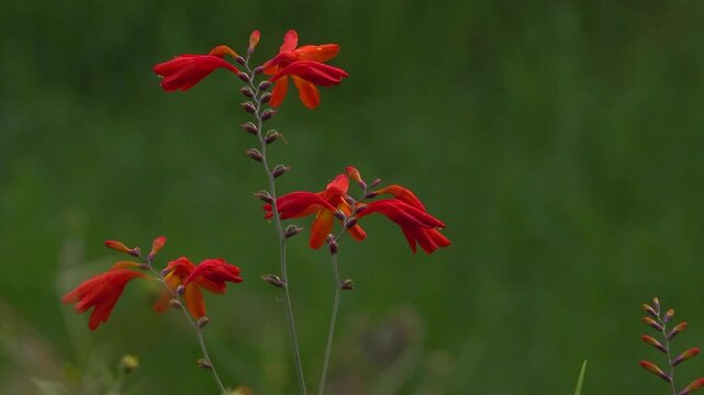 Coppertips (Montbretia) red flowers in the morning