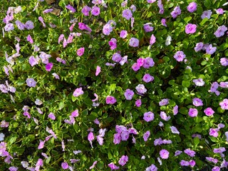 Aerial View of a Patch of Light Purple Flowers