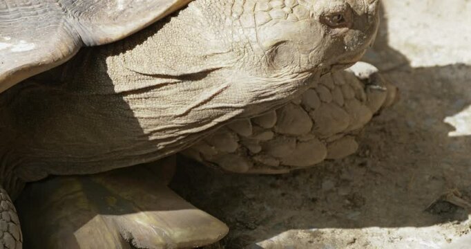 Close-up shot of an African spurred tortoiseCentrochelys sulcata as it moves its head slightly to the right.