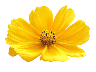Vibrant yellow flower in full bloom.