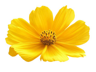 Vibrant yellow flower in full bloom.