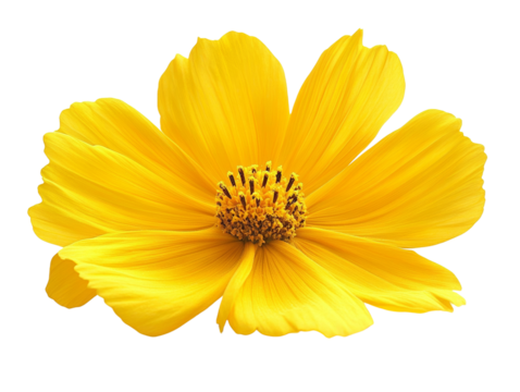 Vibrant yellow flower in full bloom.