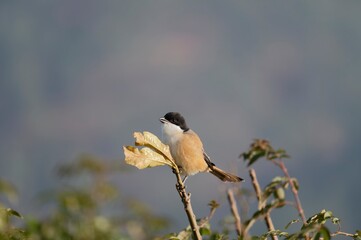 Long-tailed Shrike