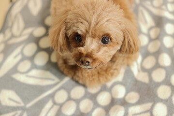 伏せをしているトイ・プードル