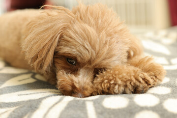 睡魔と戦うトイ・プードル