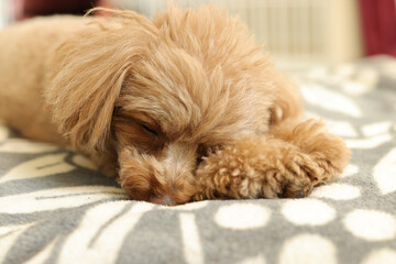 眠っているトイ・プードル