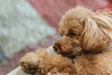 眠っているトイ・プードル