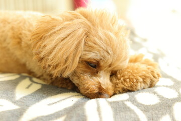 睡魔と戦うトイ・プードル