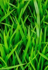Lush Green Grass Blades Viewed From Above. Generative AI