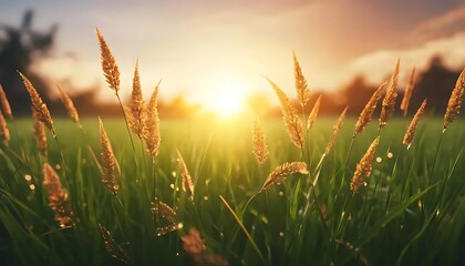 Golden Grass Blades Sunset Meadow Landscape