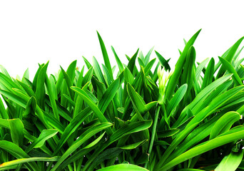 green grass isolated on transparent background