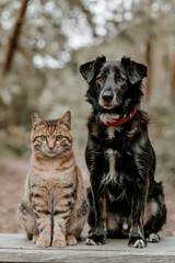 Naklejka premium Dog and Cat Sitting Together Outdoors Adorable Dog and Cat Companions in a Scenic Nature Setting Pet Friendship