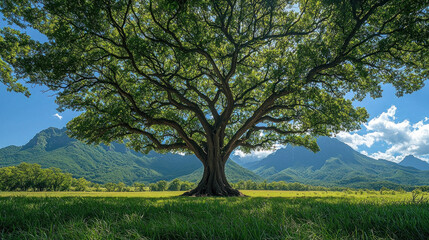 Obraz premium Lone tree in a green field with mountains.