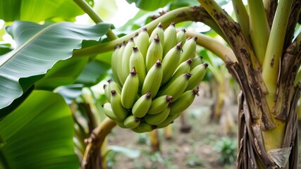 Close up of lush organic banana plants on a vibrant farm, close up, agriculture