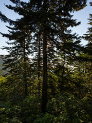 Trees in the High Elevations of Great Smoky Mountains