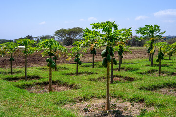 Fototapeta premium Papaya tree, healthy fruit full of nutrition, with unripe green fruit growing in a farm field, agriculture and food production on a community farm, Lewa, Kenya, Africa 