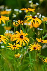 Black-Eyed Susans, Great Smoky Mountains National Park