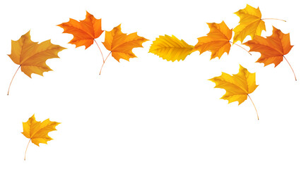 Fototapeta premium Leaves for Design