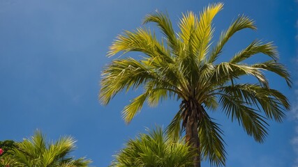 Bangalow Palm Moving Gently Amid a Colorful Tropical Landscape