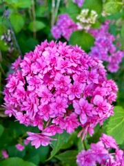 pink hydrangea flowers