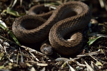 Brown Snake curled up in the garden