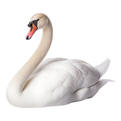Fototapeta premium mute swan cygnus olor