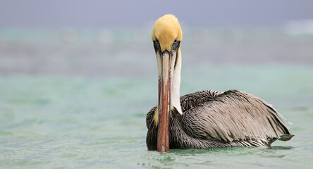 Pelicanus occidentalis, Pelican swimming on the sea, watching at the camera