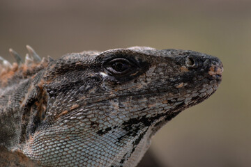 Portrait of an iguana from Mexico (Ctenosaura similis)