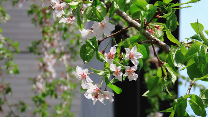 Weeping cherry blossoms in full bloom on the fresh green streets