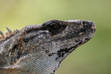 Portrait of an Iguana from Mexico (Ctenosaura similis)