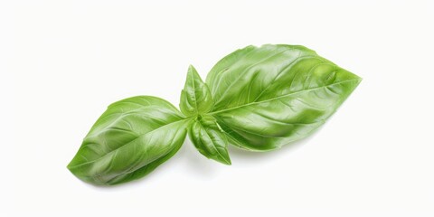 Obraz premium Leaf of basil is shown on a white background. The leaf is green and has a pointed tip. Concept of freshness and natural beauty