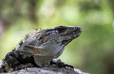 Portrait of an Iguana from Mexico (Ctenosaura similis)