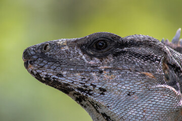 Close-up portrait of an Iguana from Mexico (Ctenosaura similis)