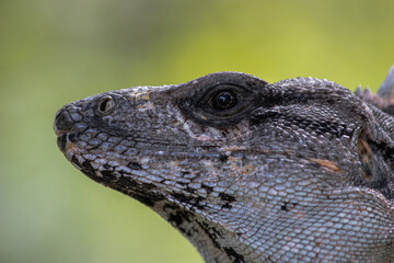Close-up portrait of an Iguana from Mexico (Ctenosaura similis)