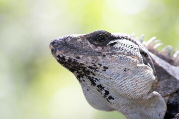 Close-up portrait of an Iguana from Mexico (Ctenosaura similis)