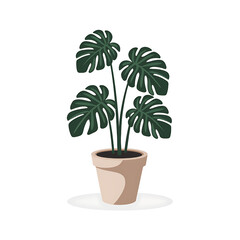 Obraz premium Elegant Monstera Deliciosa in a Pot on transparent background 