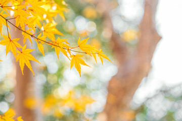 秋の紅葉、紅葉したモミジの葉（茨城県つくば市　洞峰公園）