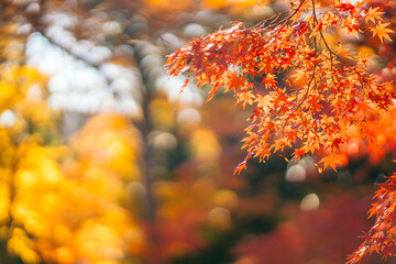 秋の紅葉、紅葉したモミジの葉（茨城県つくば市　洞峰公園）