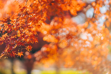 秋の紅葉、紅葉したモミジの葉（茨城県つくば市　洞峰公園）