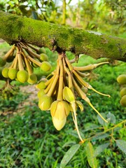 Close-up of durian flowers blooming on the tree in a garden in the Mekong Delta Vietnam..