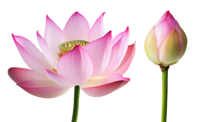 High-Quality PNG pink lotus flower and bud on white background