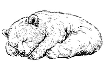 Fototapeta premium Sleeping Bear Cub Ink Drawing Tutorial