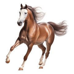 Obraz premium horse isolated on white background