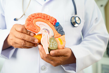 Alzheimer disease, Asian doctor holding brain anatomy model for study diagnosis and treatment in...