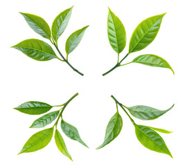 High-Quality PNG green tea leaves on white background