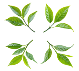 High-Quality PNG green tea leaves on white background