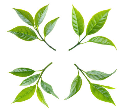 High-Quality PNG green tea leaves on white background