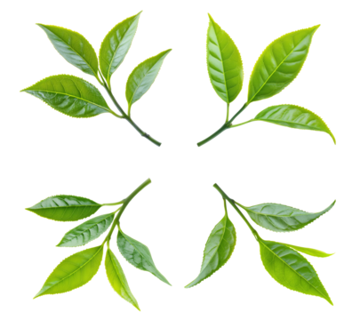 High-Quality PNG green tea leaves on white background