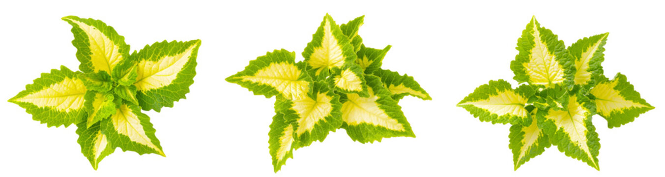 High-Quality PNG green and yellow coleus plants on white background